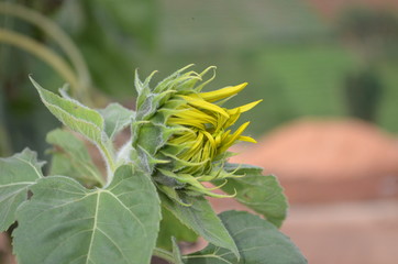 Cute Yellow Sunflower in Garden