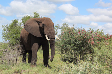 Afrikanischer Elefant / African elephant / Loxodonta africana