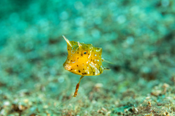 Longhorn cowfish, Lactoria cornuta, also called the horned boxfish, is a variety of boxfish from the family Ostraciidae