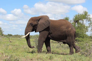 Afrikanischer Elefant / African elephant / Loxodonta africana