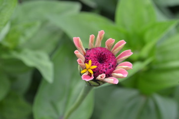 Beautiful and Cute Flower in Garden