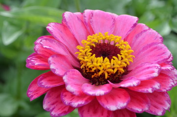 Beautiful and Cute Flower in Garden