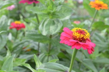 Beautiful and Cute Flower in Garden