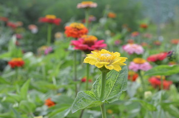 Beautiful and Cute Flower in Garden