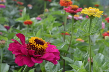 Beautiful and Cute Flower in Garden