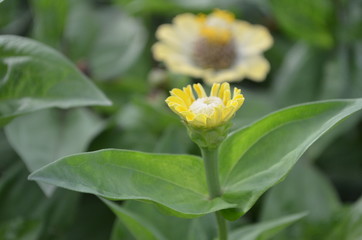 Beautiful and Cute Flower in Garden