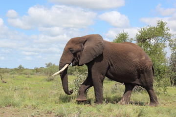 Obraz premium Afrikanischer Elefant / African elephant / Loxodonta africana