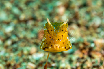 Longhorn cowfish, Lactoria cornuta, also called the horned boxfish, is a variety of boxfish from the family Ostraciidae