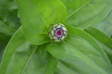 Beautiful and Cute Flower in Garden
