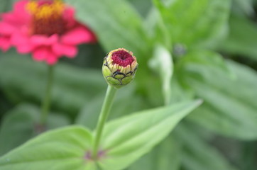Beautiful and Cute Flower in Garden