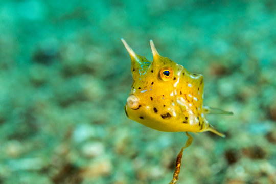 Longhorn cowfish, Lactoria cornuta, also called the horned boxfish, is a variety of boxfish from the family Ostraciidae