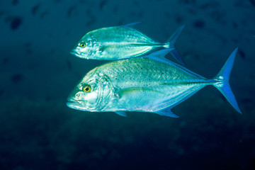 Fototapeta premium Bluefin Trevally - Caranx melampygus