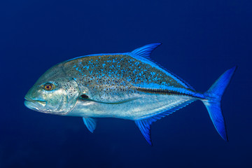 Bluefin Trevally - Caranx melampygus