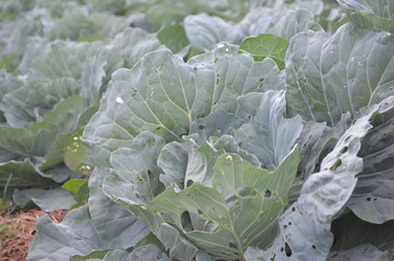 Green Vegetable in Garden