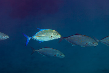 Naklejka premium Bluefin Trevally - Caranx melampygus