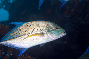 Bluefin Trevally - Caranx melampygus