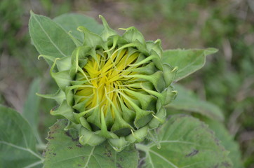 Beautiful and Cute Flower in Garden