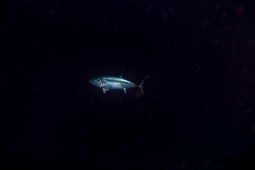 Tuna, disambiguation,  mackerel family (Scombridae)