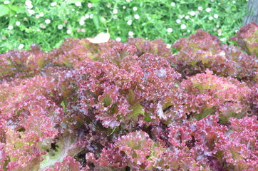 Purple vegetable in nature