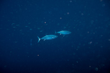Obraz na płótnie Canvas Tuna, disambiguation, mackerel family (Scombridae)