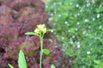 Beautiful and Cute Flower in Garden