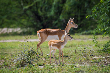 Naklejka na ściany i meble Blackbuck and fawn affection in a beautiful open grass field at outdoors with a scenic background and skyline at Tal Chhapar sanctuary, churu, rajasthan, india