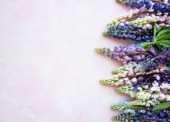 pink and purple lupine flowers