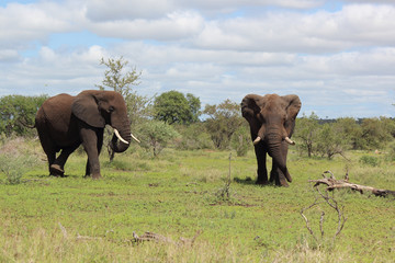Afrikanischer Elefant / African elephant / Loxodonta africana