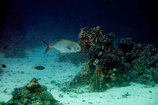 Snub Nosed Dart, Oyster Cracker, Snub-nosed Pompano, trachinotus blochii