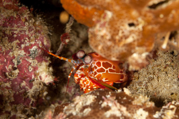 Peacock mantis shrimp, harlequin mantis shrimp, painted mantis shrimp, or clown mantis shrimp, Odontodactylus scyllarus