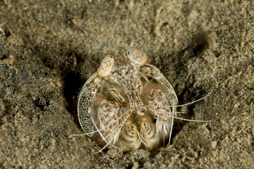 Lagoon Mantis Shrimp, Lysiosquilla tredecimdentata