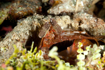 Lisa's Mantis Shrimp, Lysiosquillina lisa