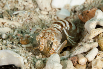 Zebra mantis shrimp or striped mantis shrimp, Lysiosquillina maculata