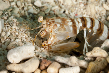 Zebra mantis shrimp or striped mantis shrimp, Lysiosquillina maculata