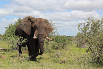 Obraz premium Afrikanischer Elefant / African elephant / Loxodonta africana