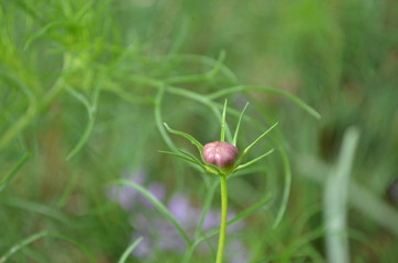 Beautiful and Cute Flower in Garden