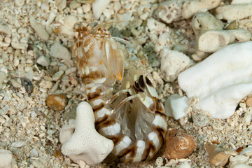 Obraz na płótnie Canvas Zebra mantis shrimp or striped mantis shrimp, Lysiosquillina maculata