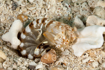 Obraz na płótnie Canvas Zebra mantis shrimp or striped mantis shrimp, Lysiosquillina maculata