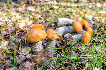 Beautiful natural landscape with fresh autumn aspen mushrooms growing and lying on the ground among autumn leaves and grass