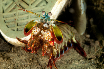 Peacock mantis shrimp, harlequin mantis shrimp, painted mantis shrimp, or clown mantis shrimp, Odontodactylus scyllarus