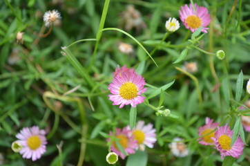 Beautiful and Cute Flower in Garden