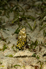 Marbled snake eel, Callechelys marmorata, is a benthic marine fish belonging to the family Ophichthidae which refers to serpentine in shape fishes