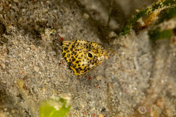 Marbled snake eel, Callechelys marmorata, is a benthic marine fish belonging to the family Ophichthidae which refers to serpentine in shape fishes