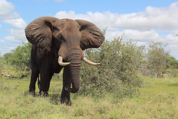 Obraz premium Afrikanischer Elefant / African elephant / Loxodonta africana