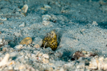 Marbled snake eel, Callechelys marmorata, is a benthic marine fish belonging to the family Ophichthidae which refers to serpentine in shape fishes