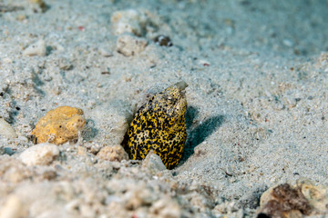 Marbled snake eel, Callechelys marmorata, is a benthic marine fish belonging to the family Ophichthidae which refers to serpentine in shape fishes