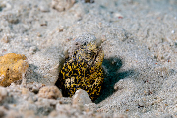 Marbled snake eel, Callechelys marmorata, is a benthic marine fish belonging to the family Ophichthidae which refers to serpentine in shape fishes