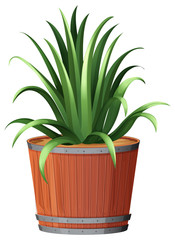 Pot plant with green leaves on an isolated white background
