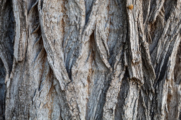 Closeup Tree Bark Texture Background