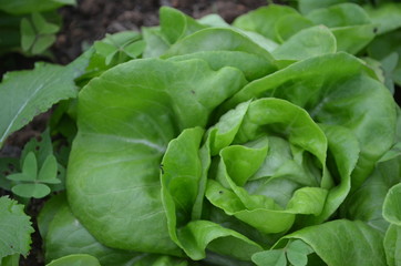 Green Fresh Vegetable in Garden